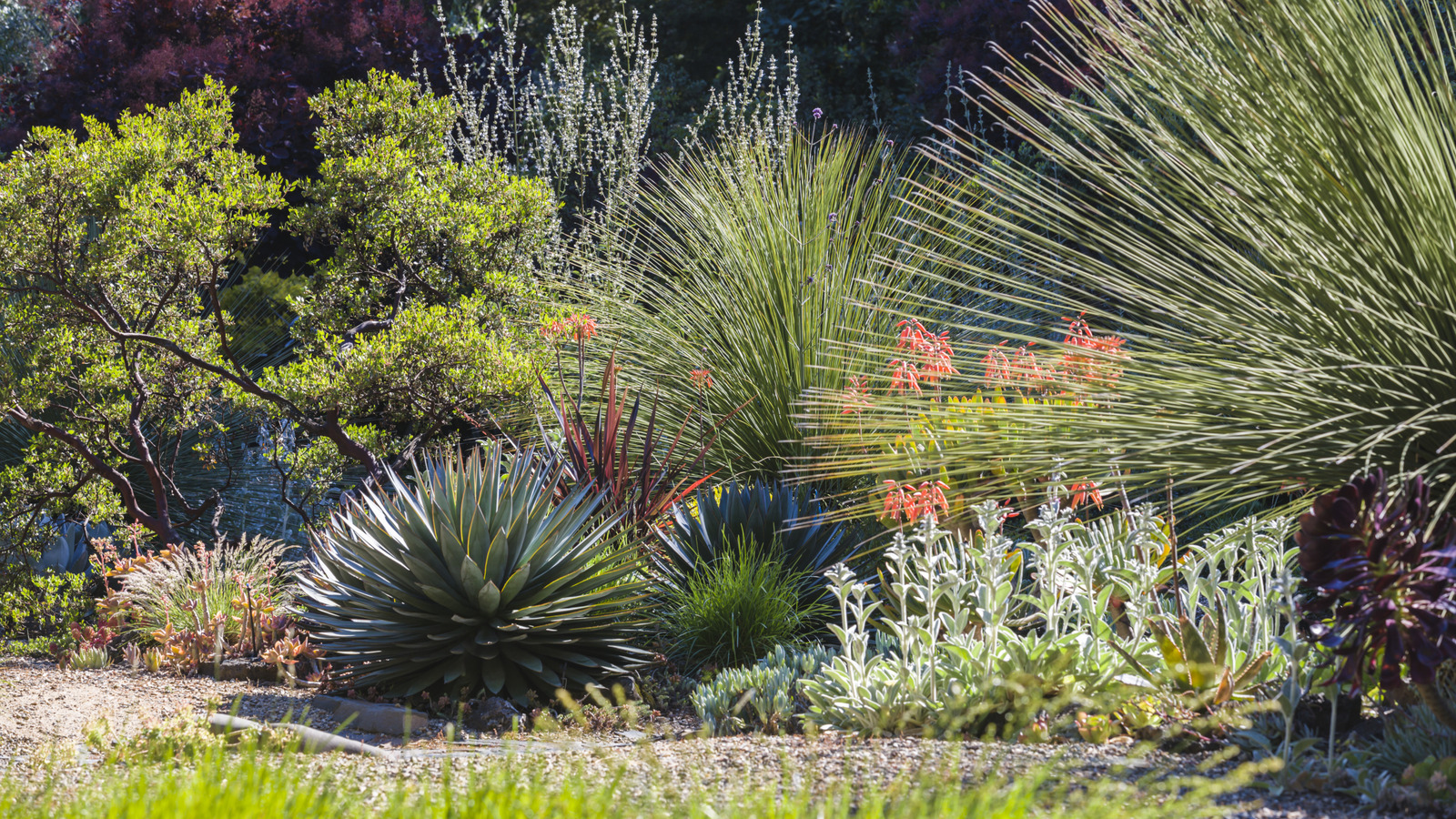 Büyümesi kolay ve kuraklığa toleranslı göz alıcı yer örtüsü tesisi