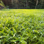 Crabgrass'ı çiminizden çıkarmanın en kolay yolu