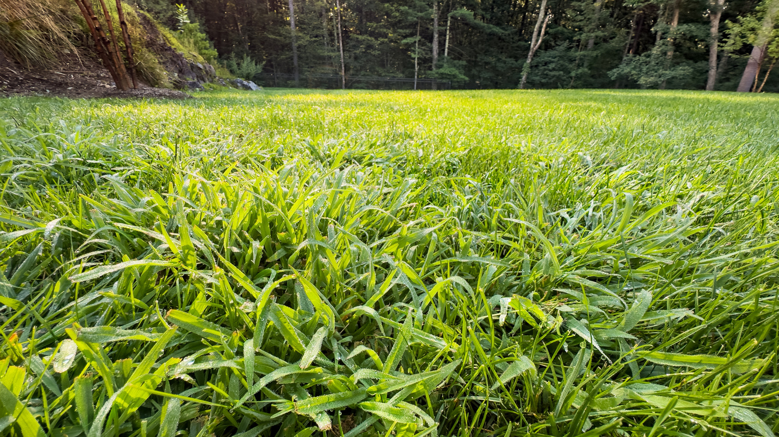 Crabgrass'ı çiminizden çıkarmanın en kolay yolu