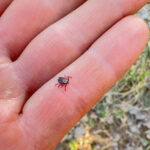 Bir ilaç dolabı zımbasının yardımıyla iyi için keneleri ortadan kaldırın