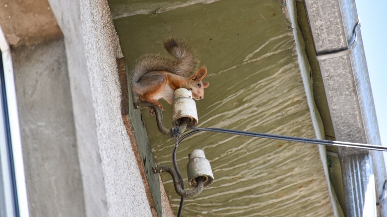 Eve Güç Hattı Bağlantısında Sincap