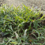 Nimblewill yabani otları iyilik için yasaklamak için toprağınızın sağlığına dikkat edin