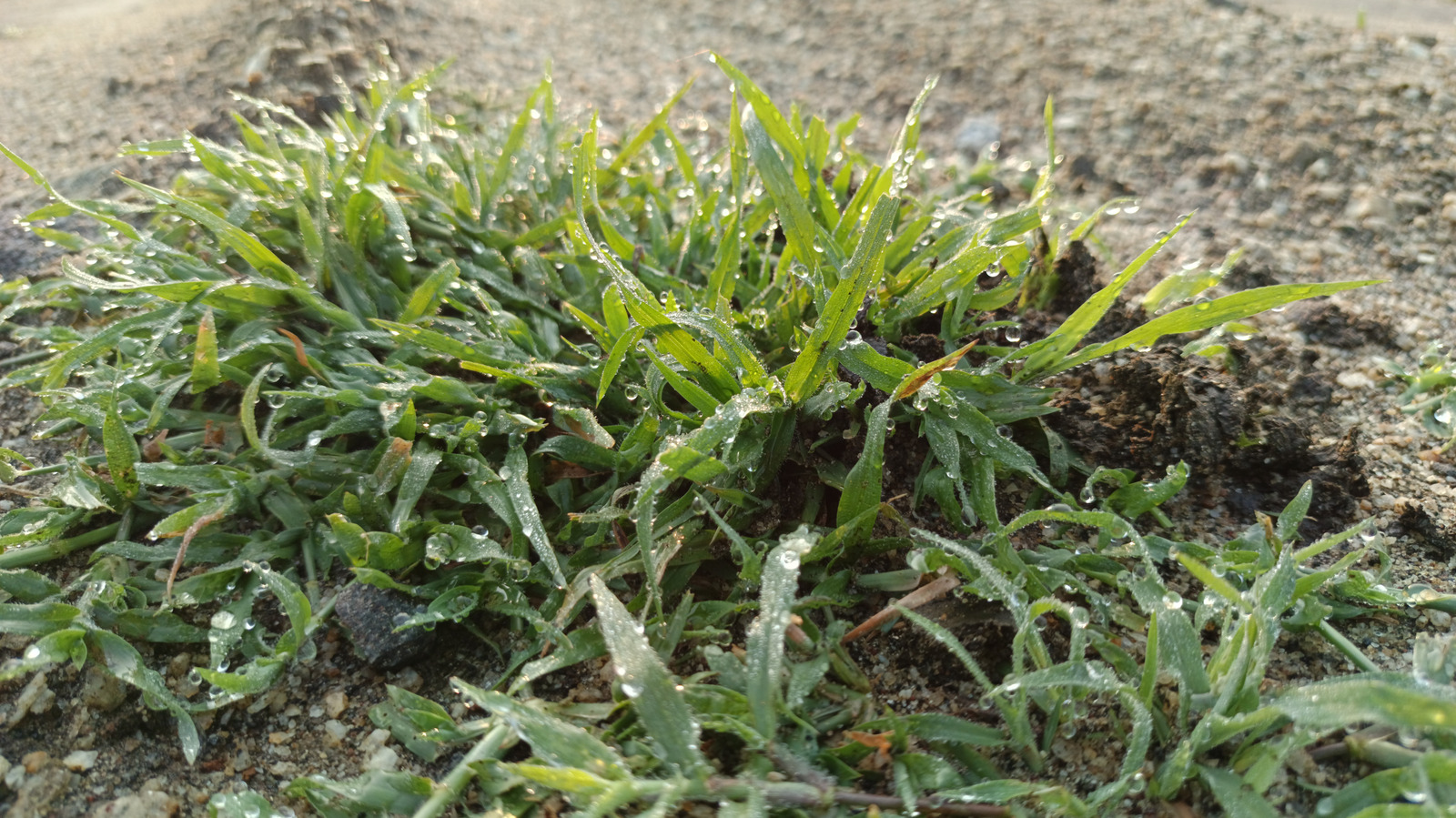 Nimblewill yabani otları iyilik için yasaklamak için toprağınızın sağlığına dikkat edin