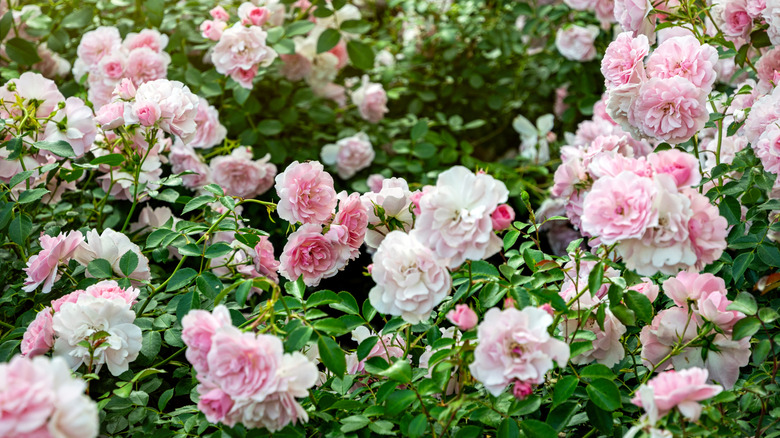 Pembe ve beyaz güllerle çiçek açan yaz gül bahçesi