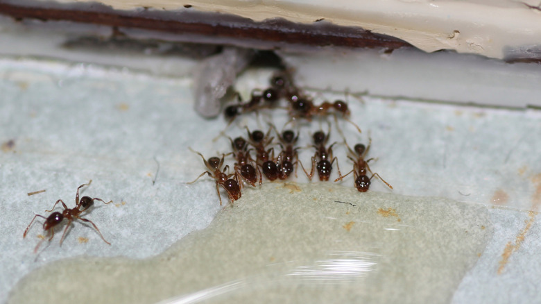 Sıvı yem yiyen karıncaların görüntüsünü kapatın.