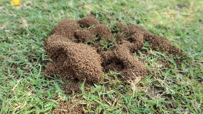 Çimdeki büyük karınca yaması.