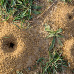 Donanım mağazasından kolay bir çözümle bahçenizdeki karıncalardan kurtulun