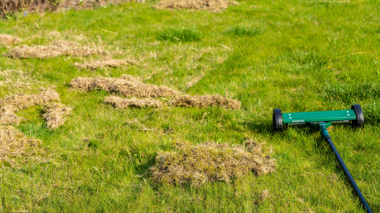 Sağlıklı, yeşil bir çim üzerinde ölü çim yığınları ve bir tanınma aleti