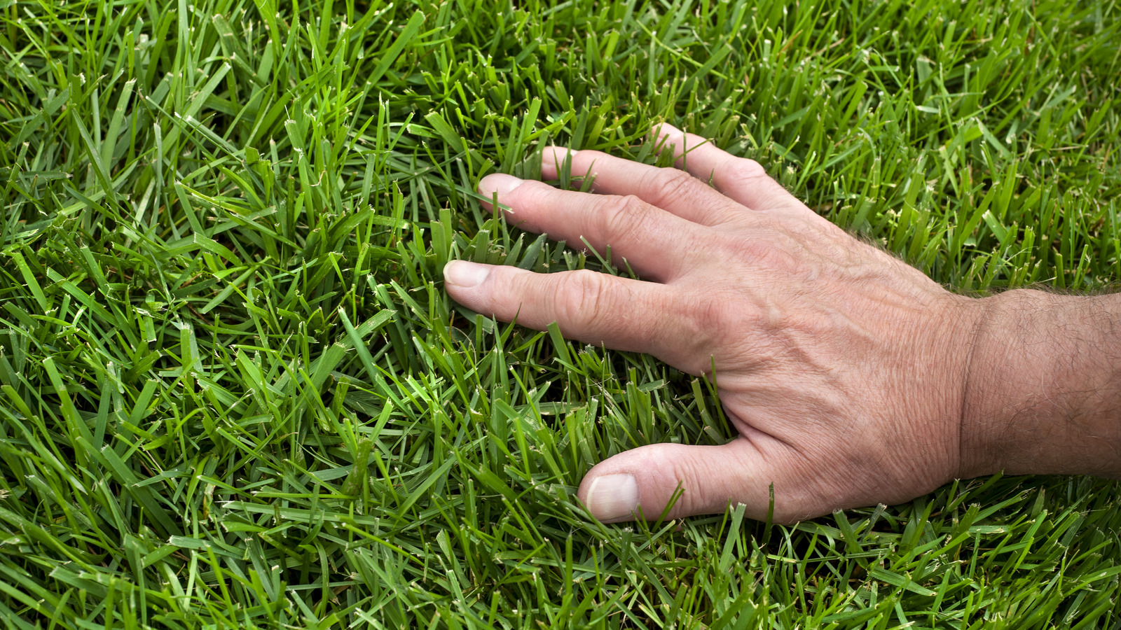 Mücadele etmeden daha iyi görünen çim almanın tek çözümü