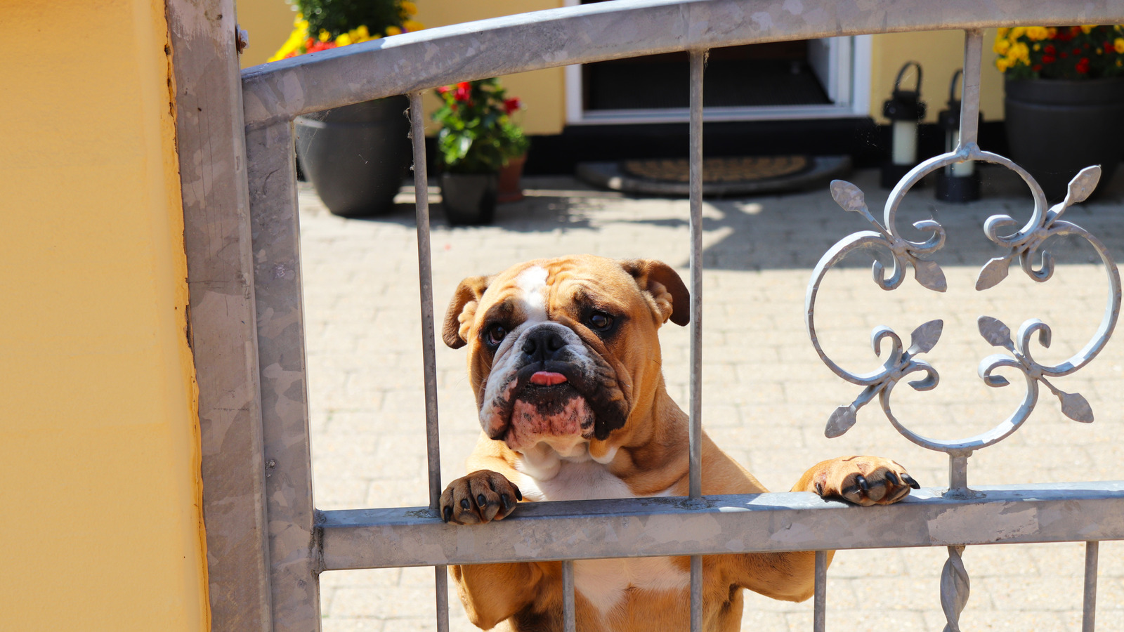 Köpek yavrusu kazık çiti nedir (ve bahçeniz için doğru mu)?