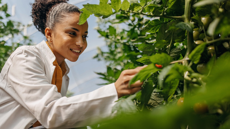 Bir kadın domates bitkisini inceler.