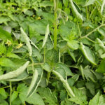 Domates neden yukarı doğru kıvrılıyor endişe kaynağı