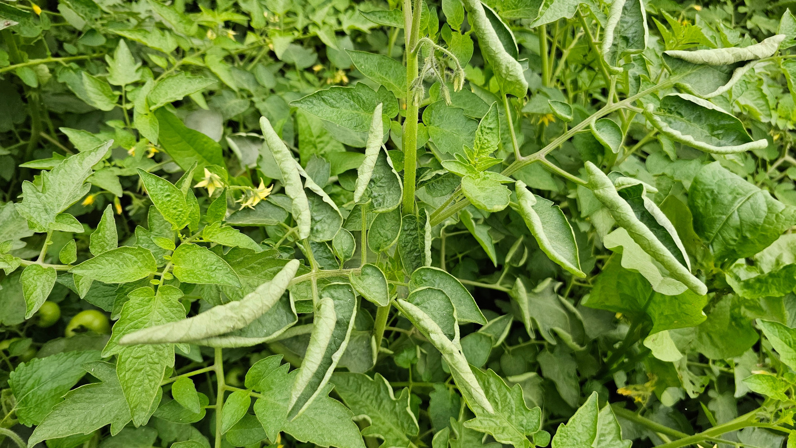 Domates neden yukarı doğru kıvrılıyor endişe kaynağı