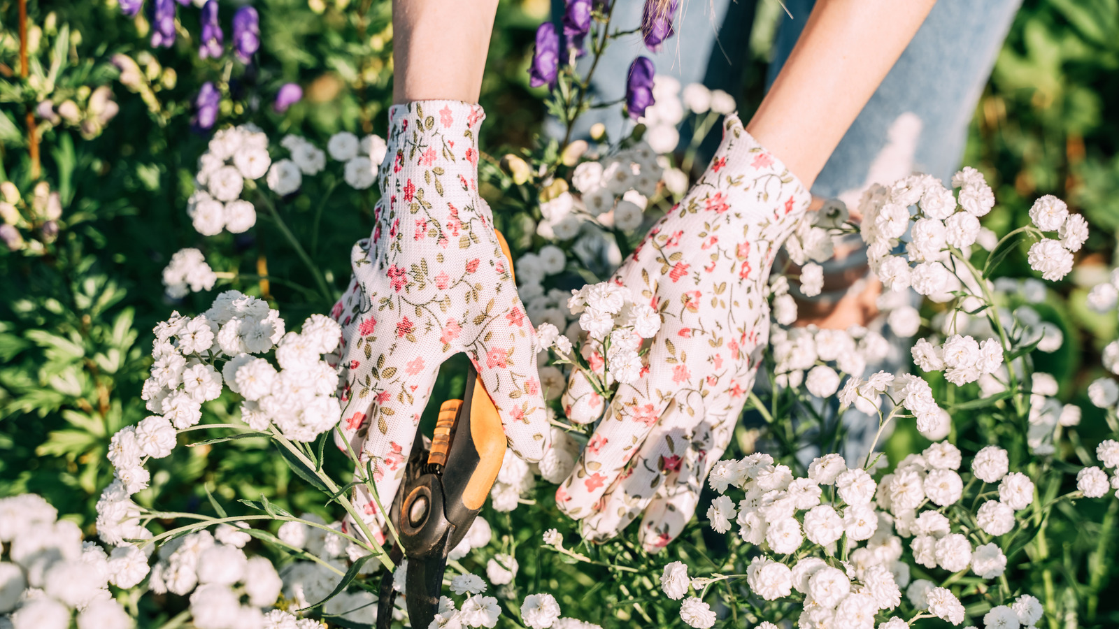 Güney Teksas'ta yükselişte olan zehirli tırtıl tipi