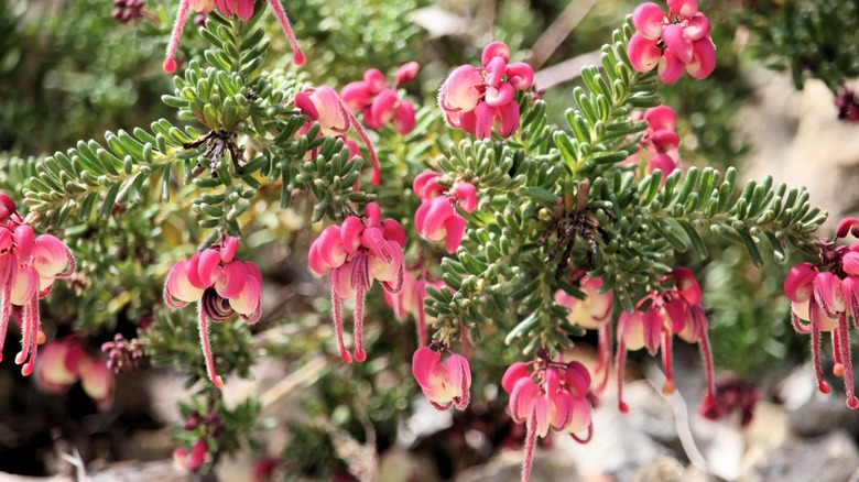 Pembe çiçeklerle yünlü grevillea yakın çekimi