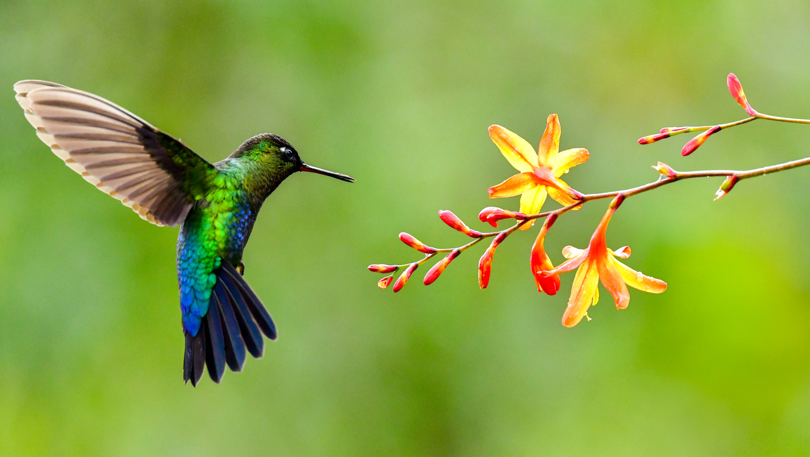 Bahçenizi sinek kuşlarıyla canlandıracak muhteşem çiçekli bitki