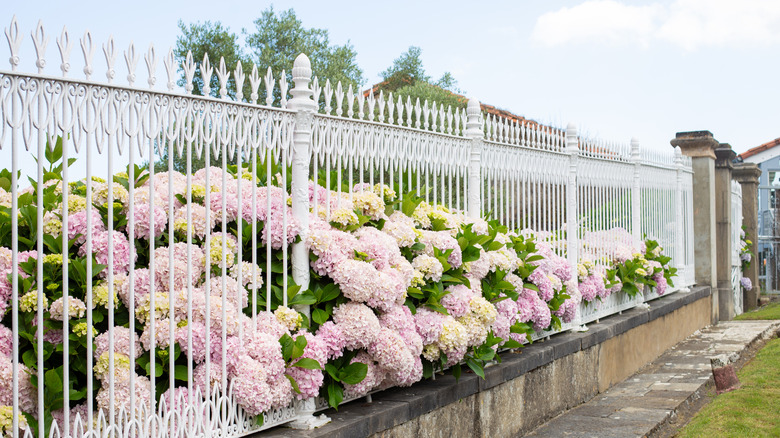 Aynı hidrange çiti