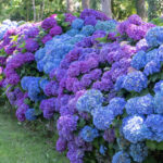 Sadece bir bitkiden tam bir ortanca çiti nasıl yetiştirilir