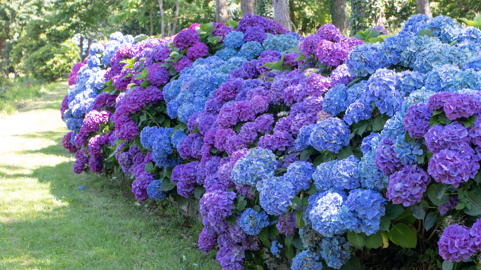 Sadece bir bitkiden tam bir ortanca çiti nasıl yetiştirilir