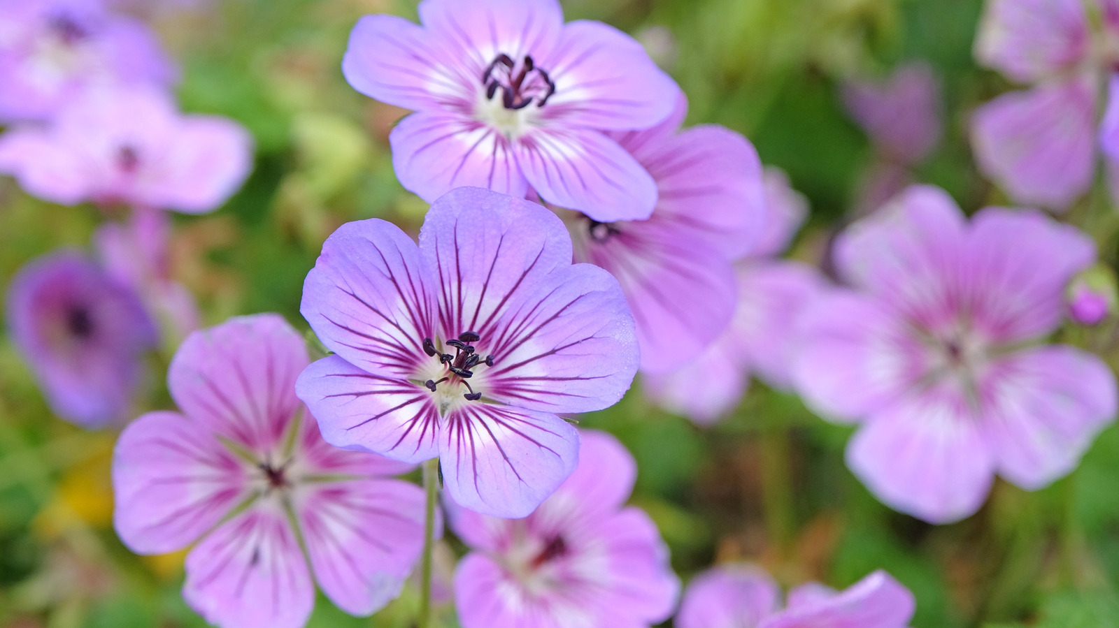 Bir hızlı ve kolay bahçe ipucuyla dayanıklı sardunyalarınızı tekrar çiçek açmasını sağlayın