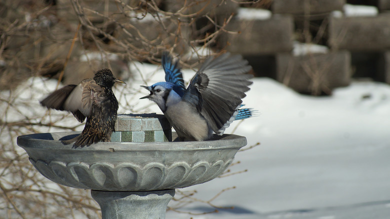 Mavi bir Jay, kanatlar yayıldı, her ikisi de taş bir kuş banyosuna otururken starling'e agresif bir şekilde bağırdı.