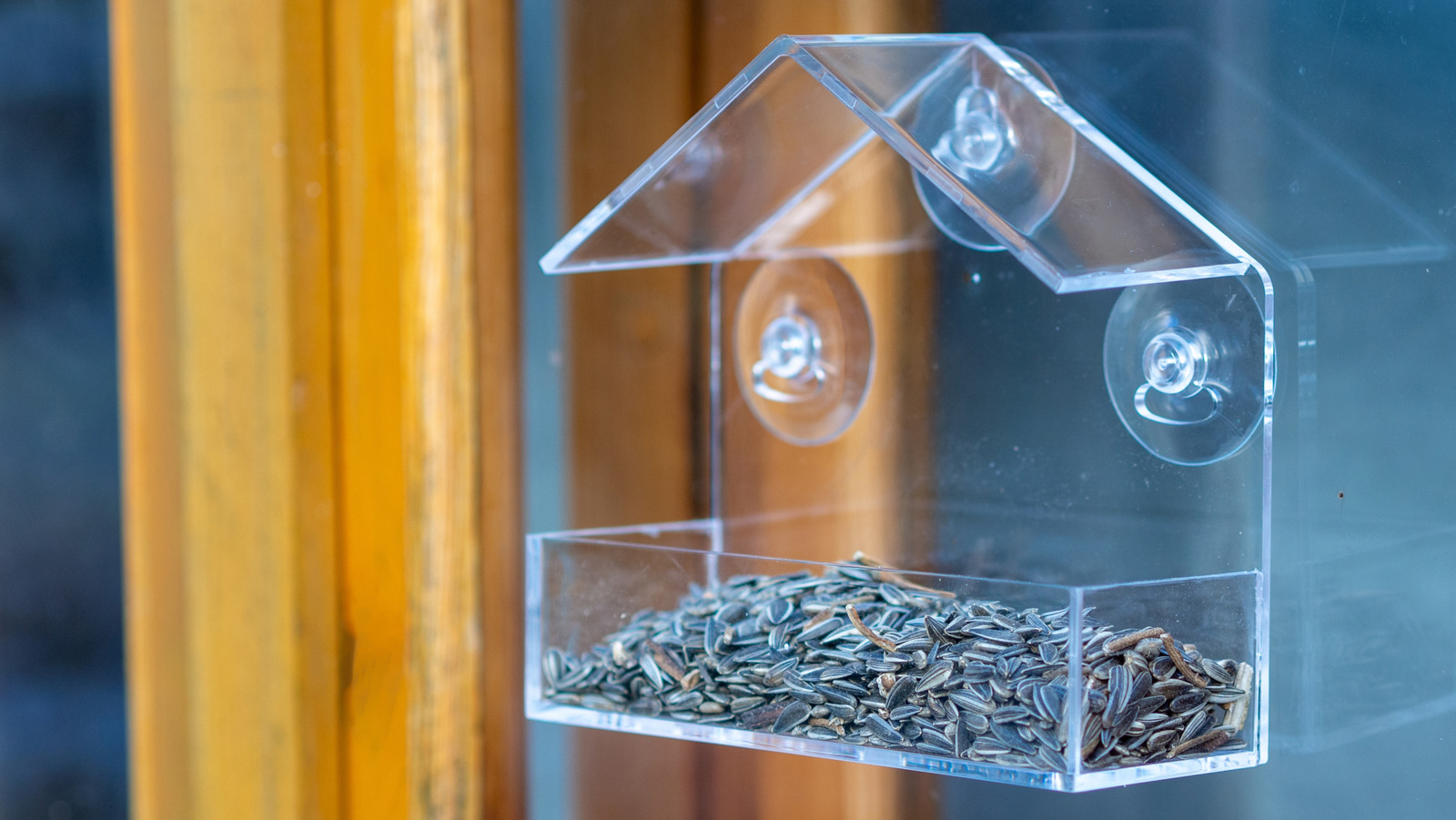 Bahçenize davet etmekten kaçınmak için güzel kuşlar