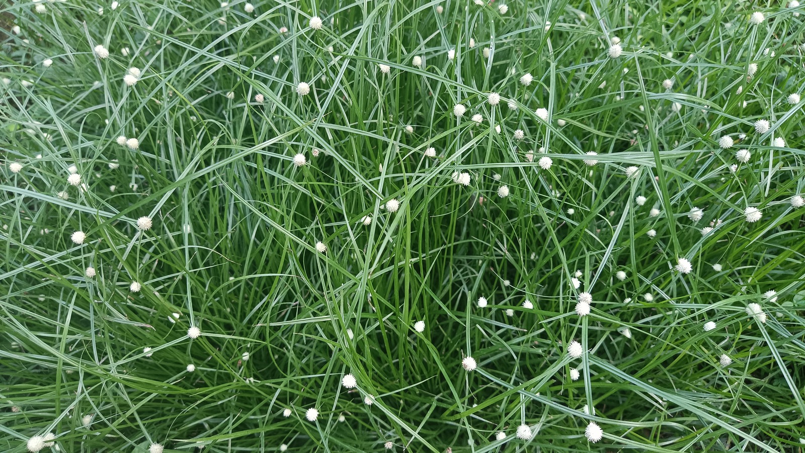 Fiber optik çiminizdeki ani renk kayması gerçekten ne anlama geliyor?