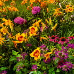 Renkli bitki tozlayıcıları, mutfakta da kullanabileceğinizi seviyor