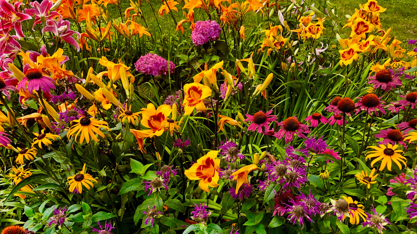 Renkli bitki tozlayıcıları, mutfakta da kullanabileceğinizi seviyor