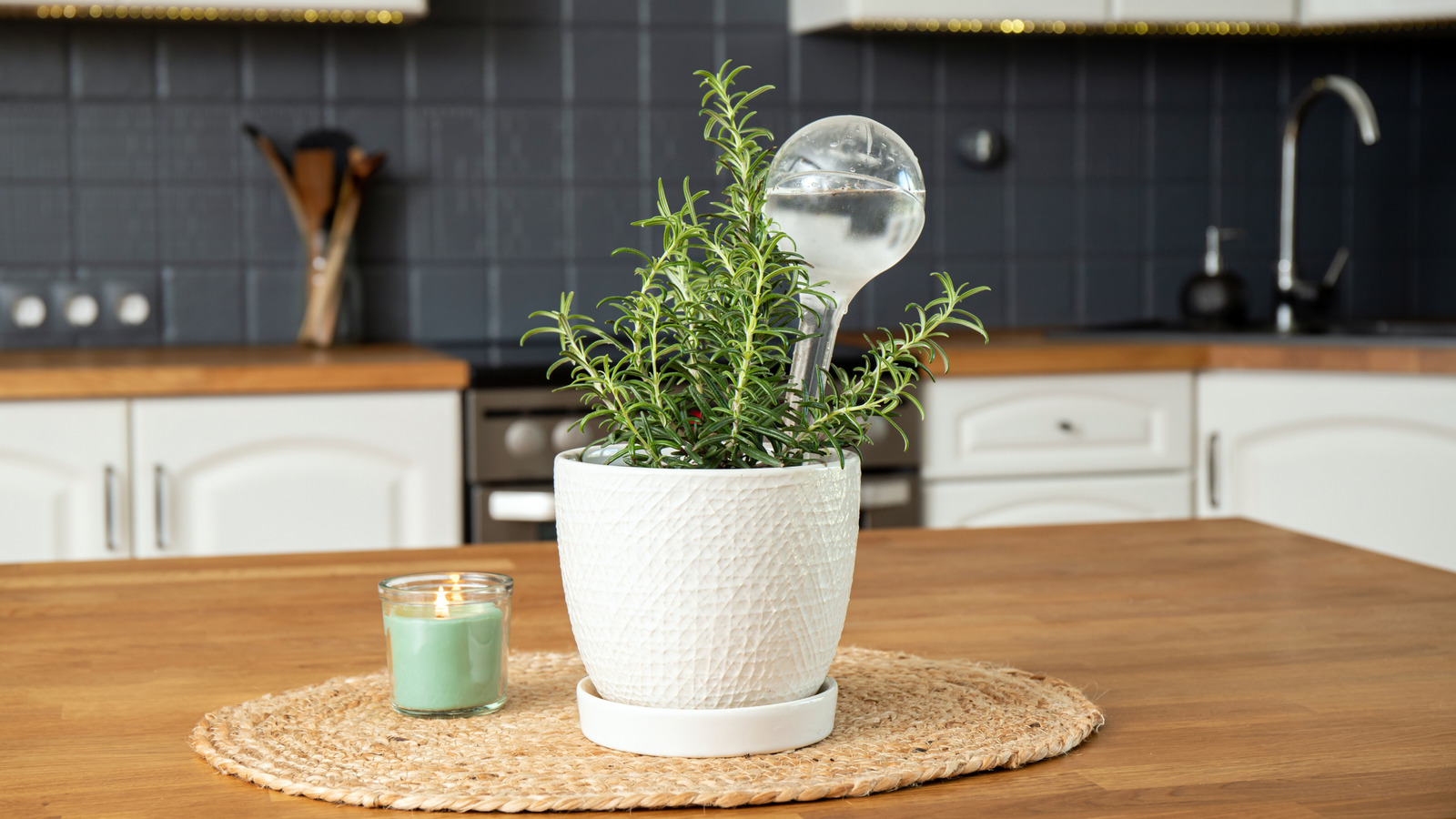 Cam bitki sulama kürelerine uygun fiyatlı alternatif Dollar Tree'de takabilirsiniz