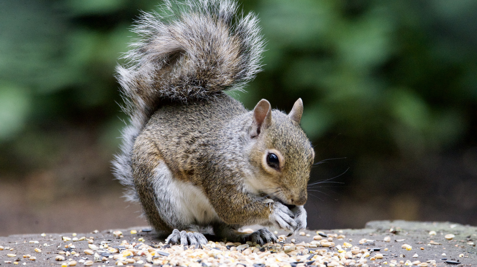 Sincaplar, ideal bir noktaya astığınızda kuş besleyicinize dokunmaz