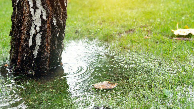 Bahçede ağacın yanında su birikintisi