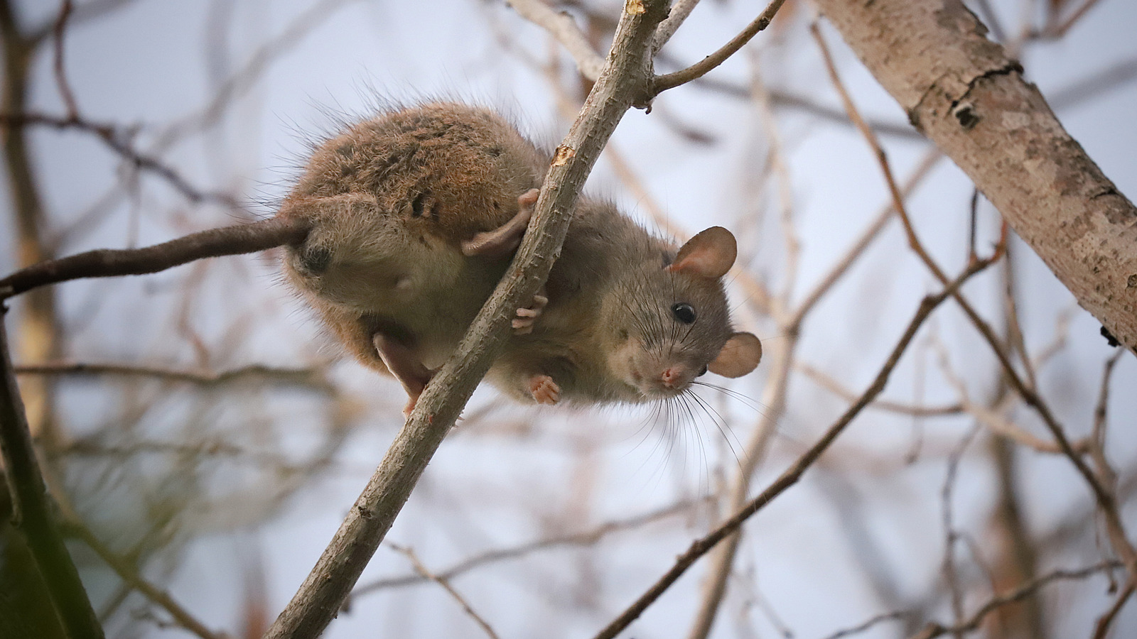 Sıçanların çatınıza girmesini önlemenin basit yolları