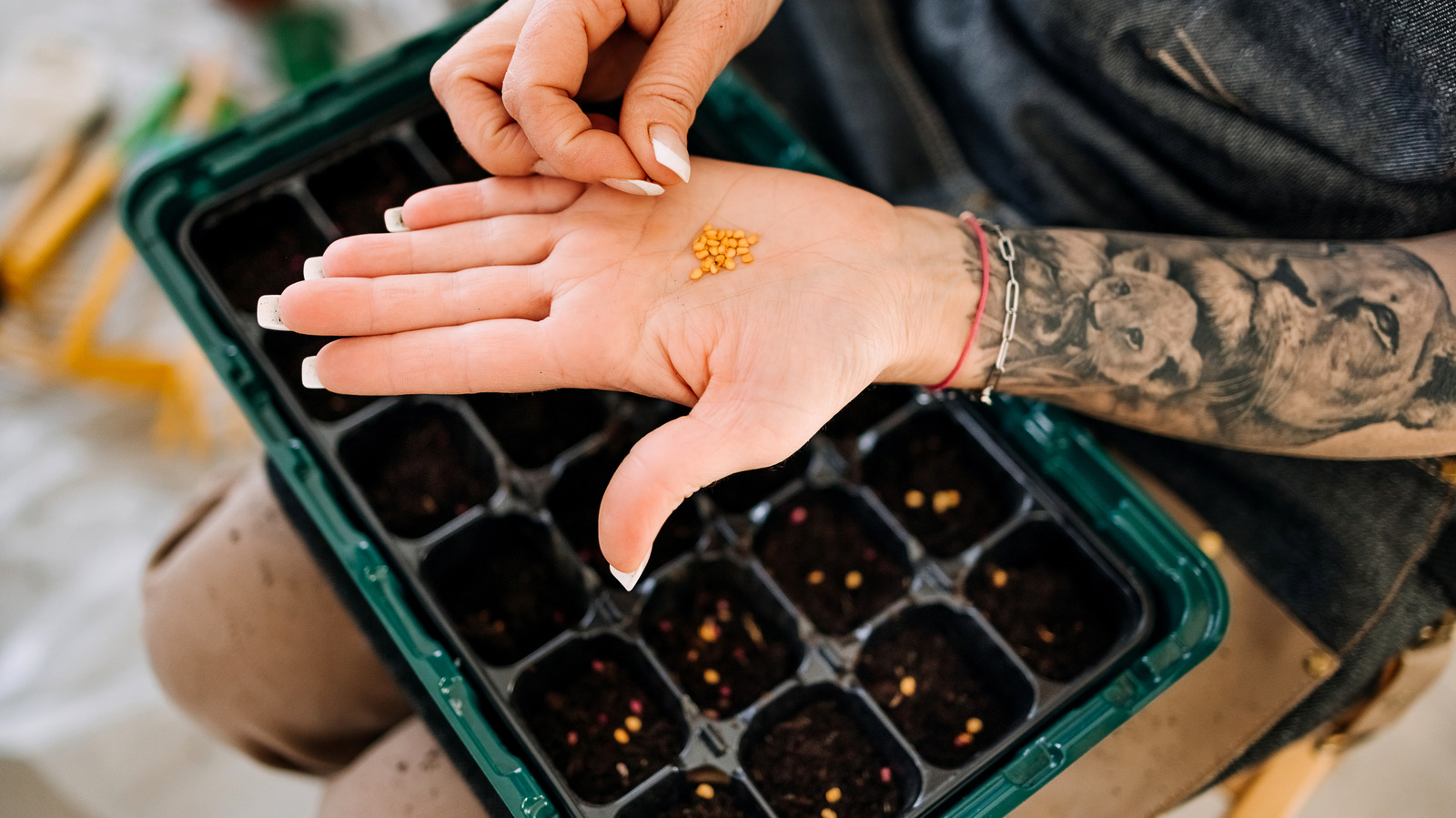 Bitki Daha iyi bir hasat için fide yerine tohumdan büyümelisiniz