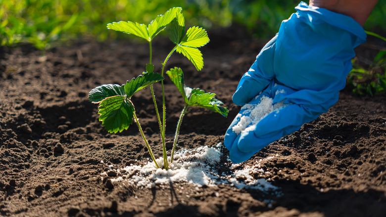 Mavi bir eldivendeki bir elin yakın çekimi, genç bir çilek bitkisini çevreleyen toprağa gübre ekleyerek.