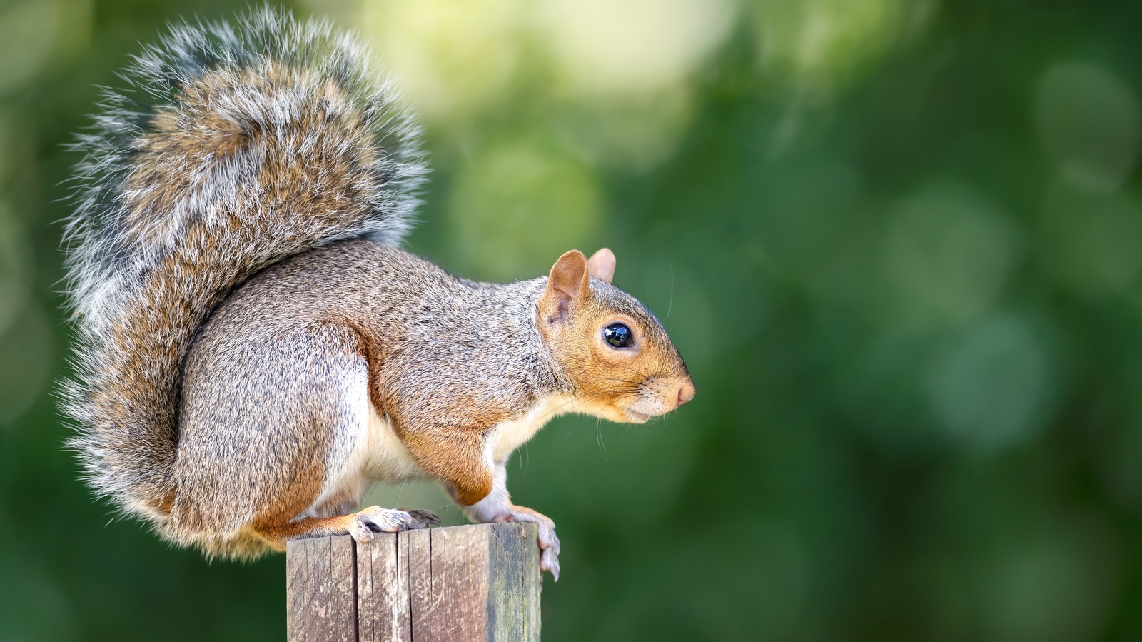 Bahçenizde büyümek istemeyebileceğiniz sincap çeken çiçekli bitki