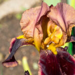 Süsenlerinizin gelişmesine yardımcı olacak basit toprak ilavesi