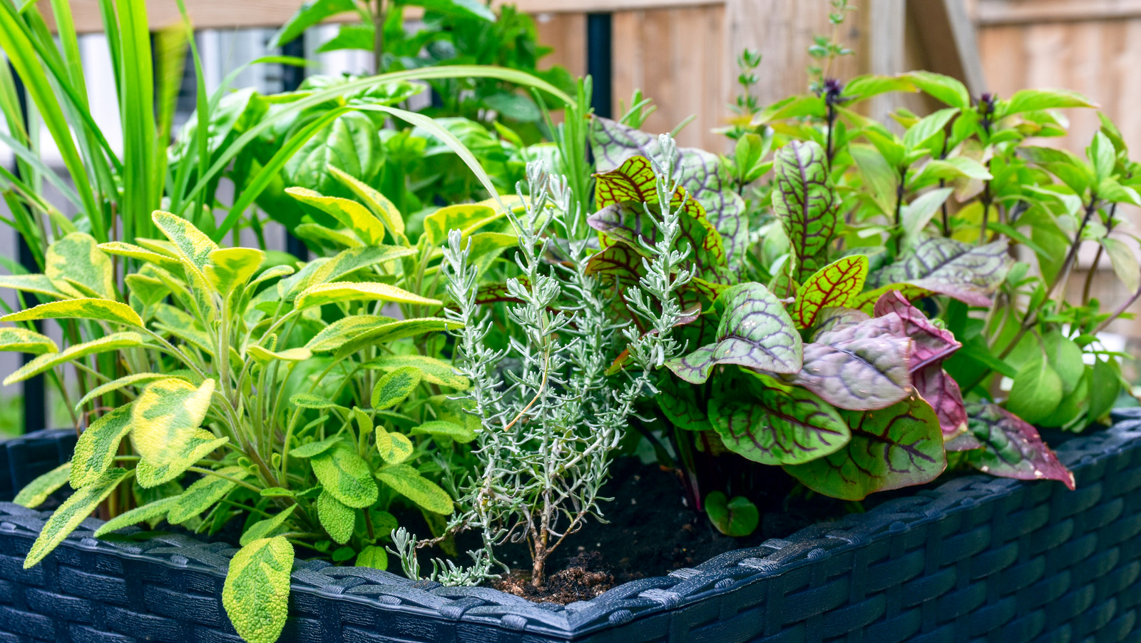 Bahçenizdeki bu iki popüler bitkiyi yan yana yetiştirmekten kaçının