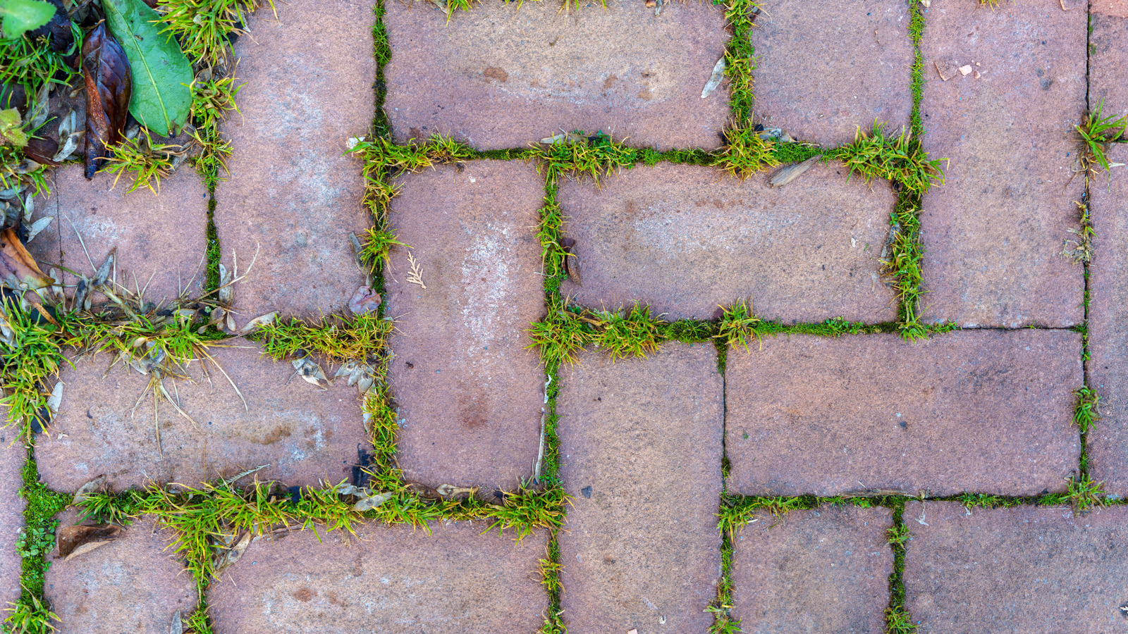 Bir ev geliştirme ile çatlaklarda büyüyen yabani otları çıkarın, muhtemelen sahip olduğunuz temel