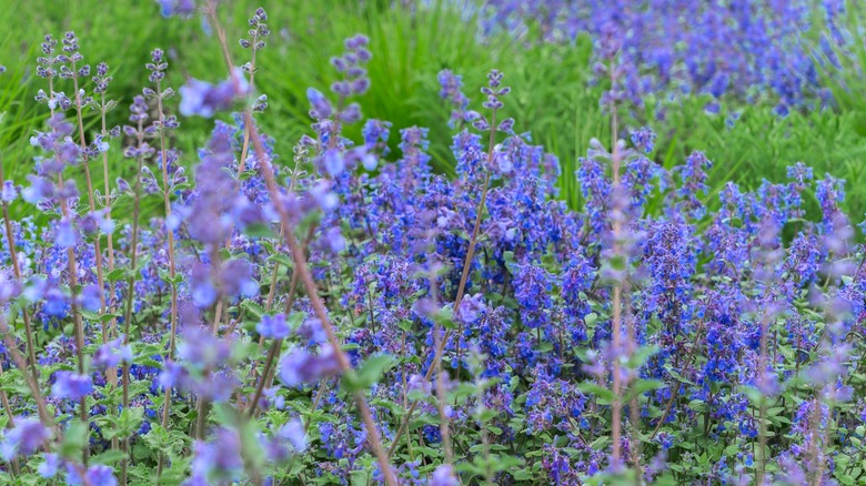Her bitkideki mor çiçekleri gösteren bir katnip yaması birlikte kümelenmiş.