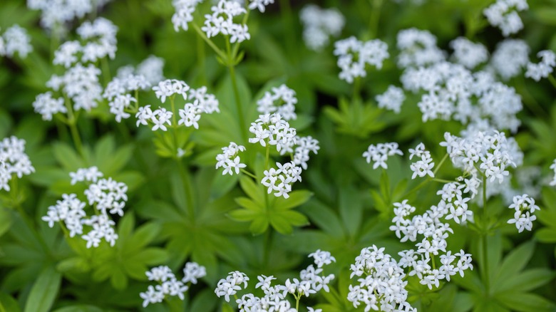 Küçük, beyaz yaprakları ile bir grup çiçekli tatlı ağaç su.