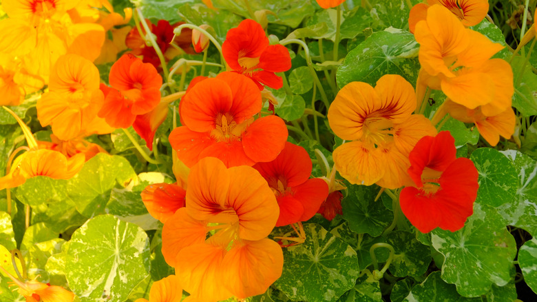 Saplarında birbirlerini geçen turuncu, altın ve sarı nasturtium çiçekleri karıştırmak.