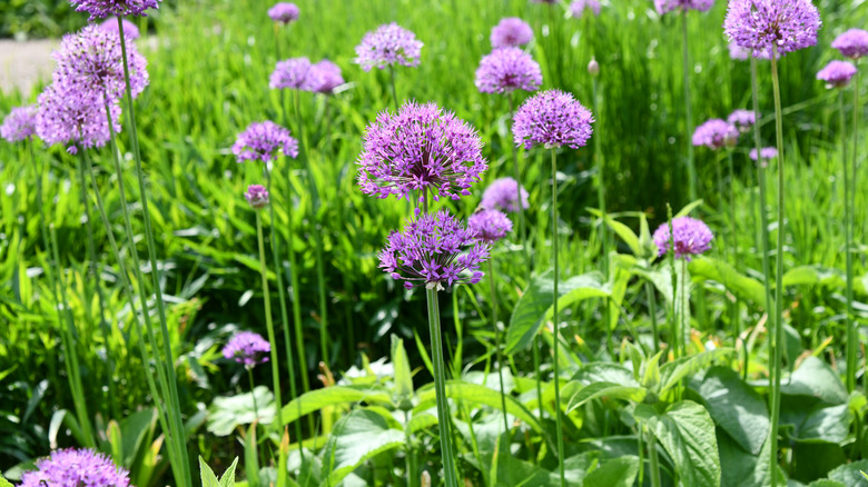 Süs soğan çiçeğinin yuvarlak kafası birçok mor çiçek açar.