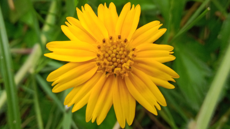 Çiçek açan parlak sarı bir mızrak berraktı coreopsis çiçek.