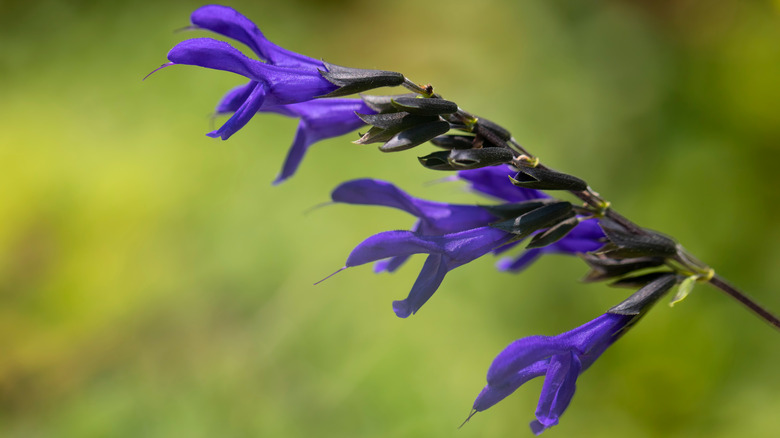 Mavi Anason Adaçayı'nın derin mor çiçeklerinin yakın bir kısmı.