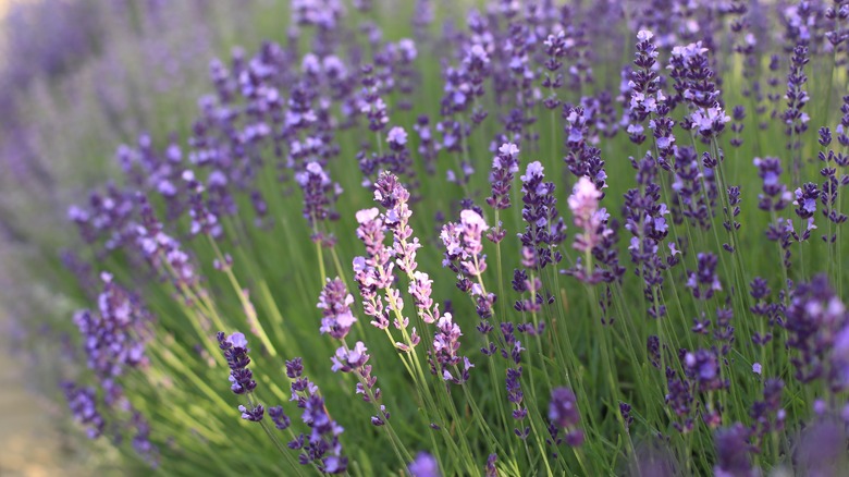 Güneş ışığı bir lavanta çiçekleri yamasını keser ve birkaç çiçek açar.