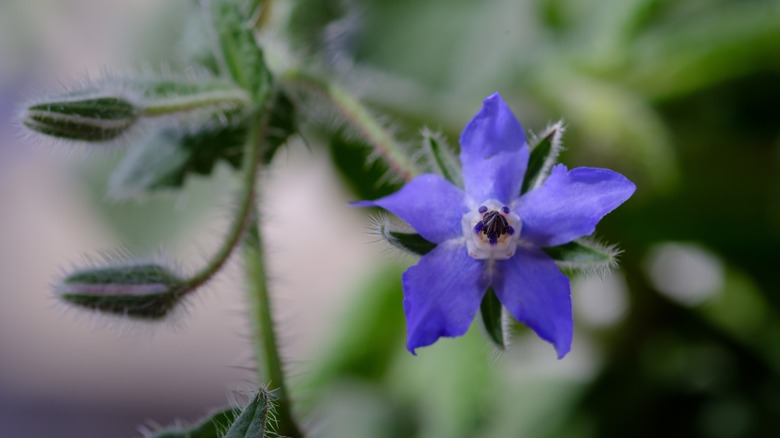 Kökünden asılı tek bir parlak mavi yıldız şeklindeki boraj çiçeği.