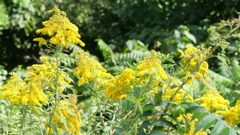 Güneş ışığında birkaç kümesi sarı anason altın başı çiçek.