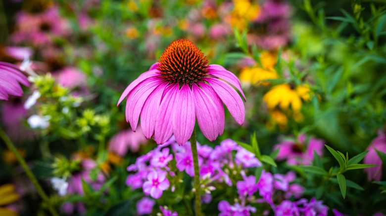 Merkezde canlı aşağı dönük yaprakları ve turuncu sivri uçlu parlak ve cesur pembe ekinase purpurea.