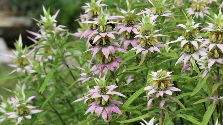 Benekli Beebalm'ın pembe bracts sıralarının altında asılı sarı çiçek açıyor.